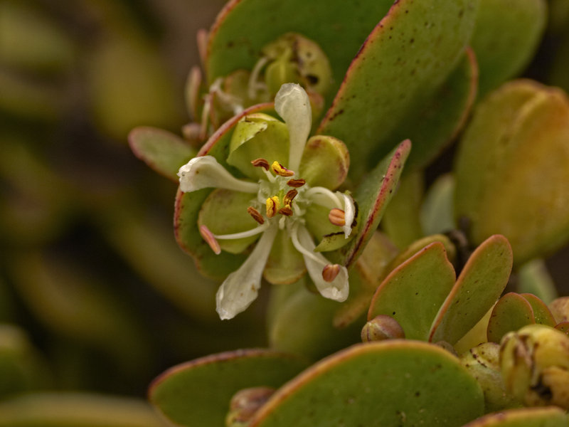 Swakopmund, Dollar Bush